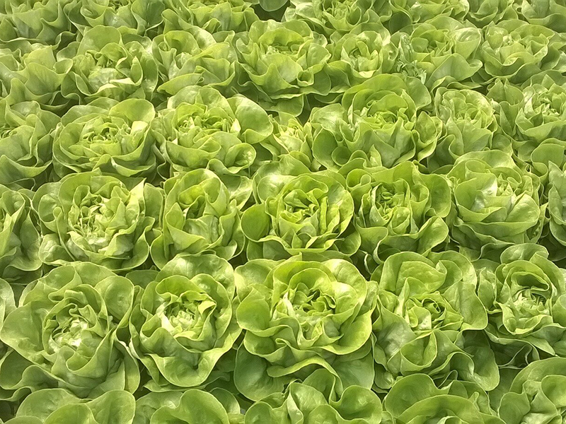 Salata Galactic 500s hoya