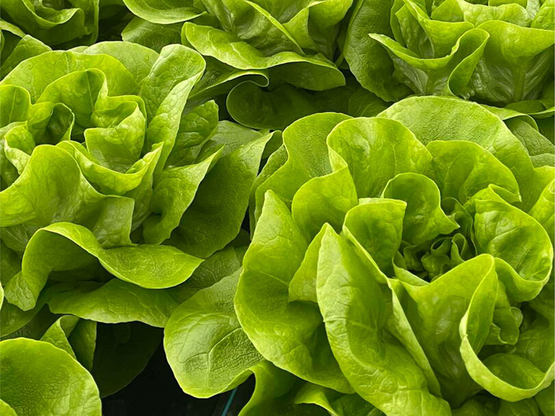 Salata Campito 5000s hoya