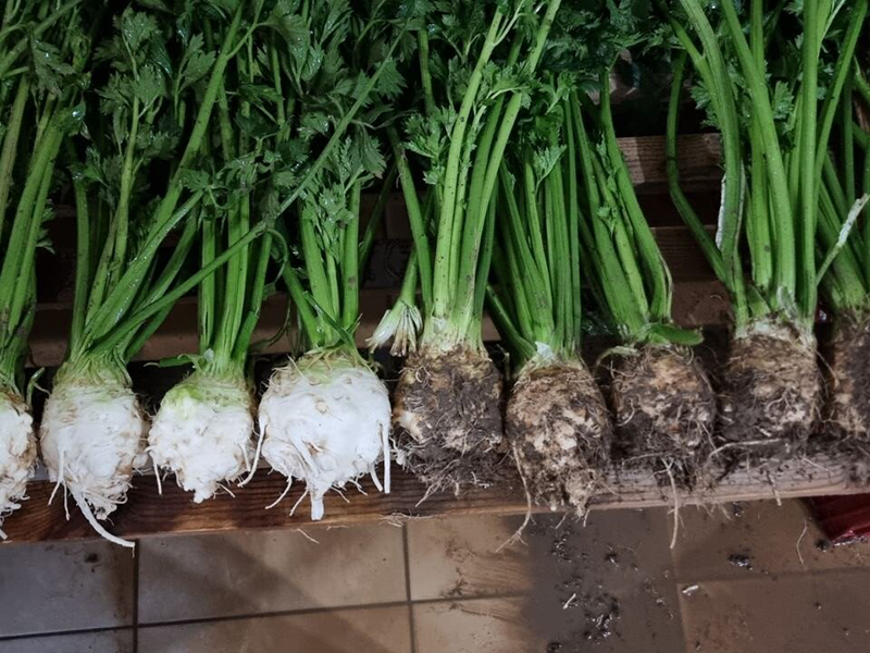 Celer Calgary f1 10000s hoya