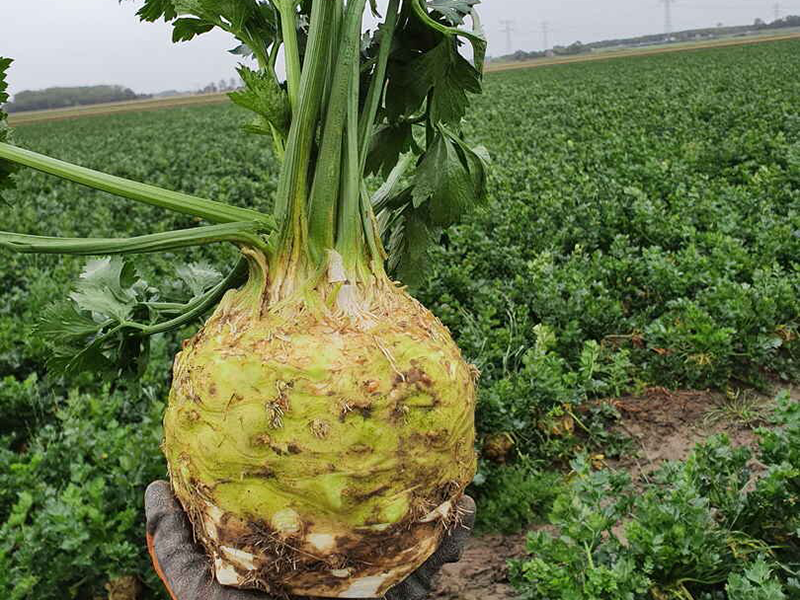 Celer Boston f1 10000s hoya