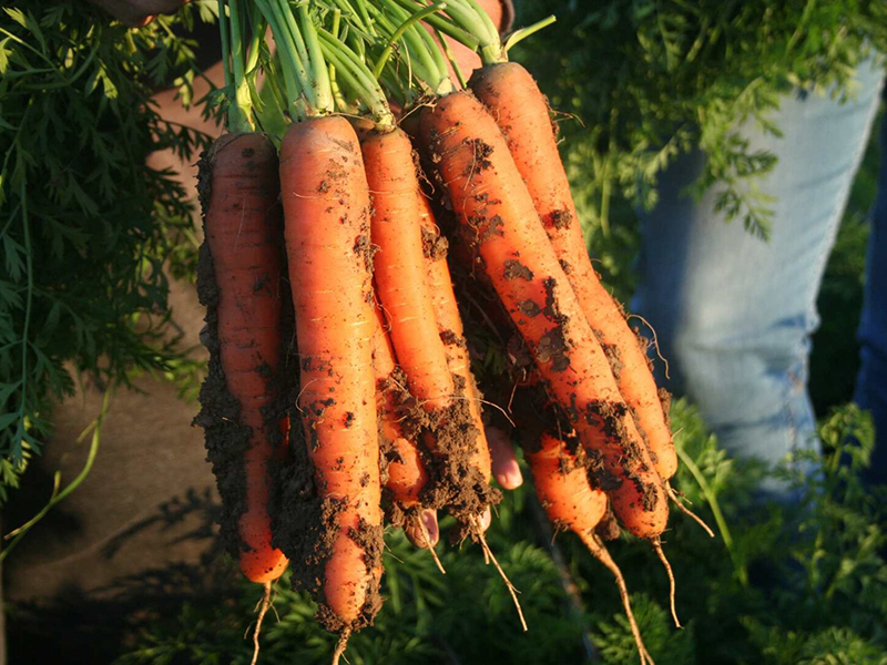 Mrkva Lanceros F1 - Slika 1