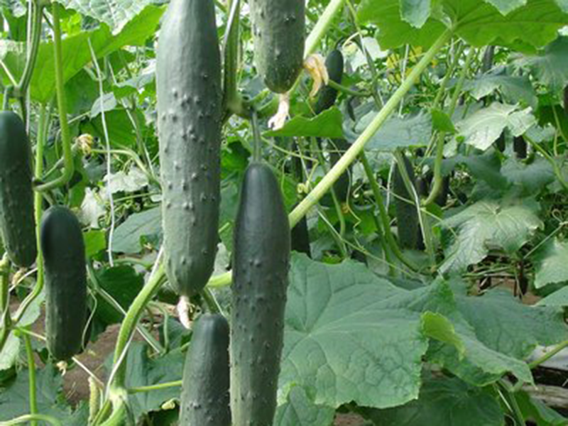 Krastavac Ambriz f1 100s hoya