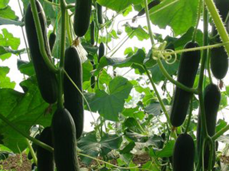 Krastavac Bettanis F1 - salatar - Slika 1