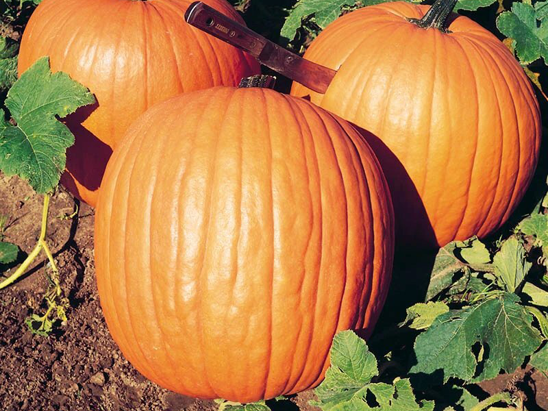 Tikva Halloween 100g hoya