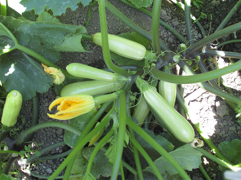 Tikvica Seyden F1 - Slika 1