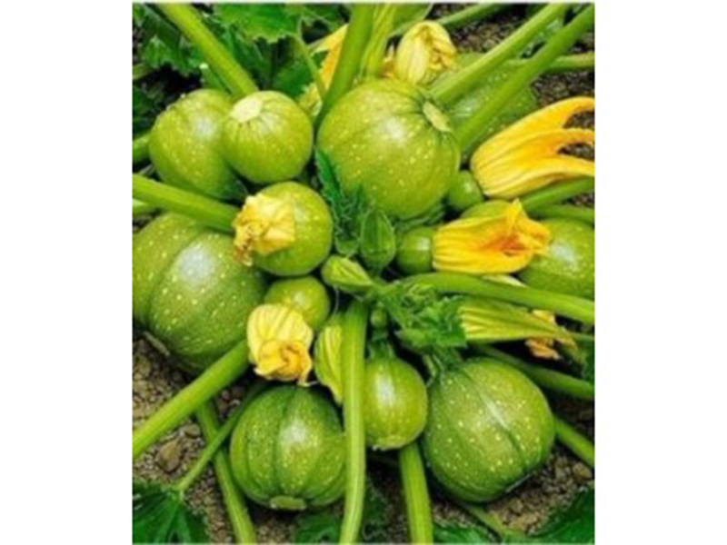 Tikvica Green Ball f1 100s hoya