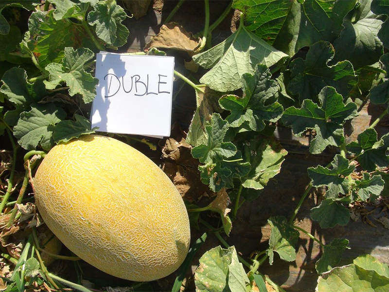 Dinja Duble F1 - Slika 1