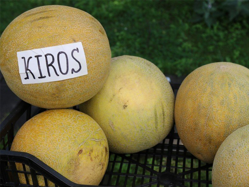 Dinja Kiros F1 - Slika 1