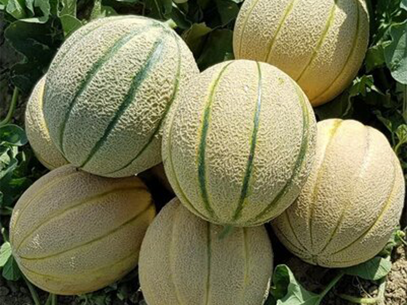 Dinja Zingaro F1 - Slika 1