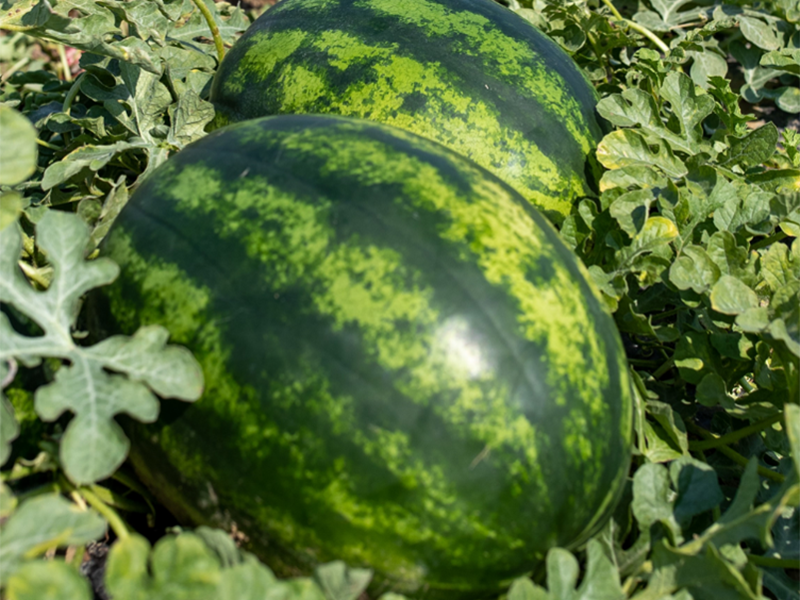 Lubenica Fiesta f1 500s hoya