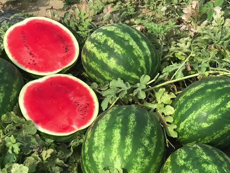 Lubenica Macarena f1 500s hoya