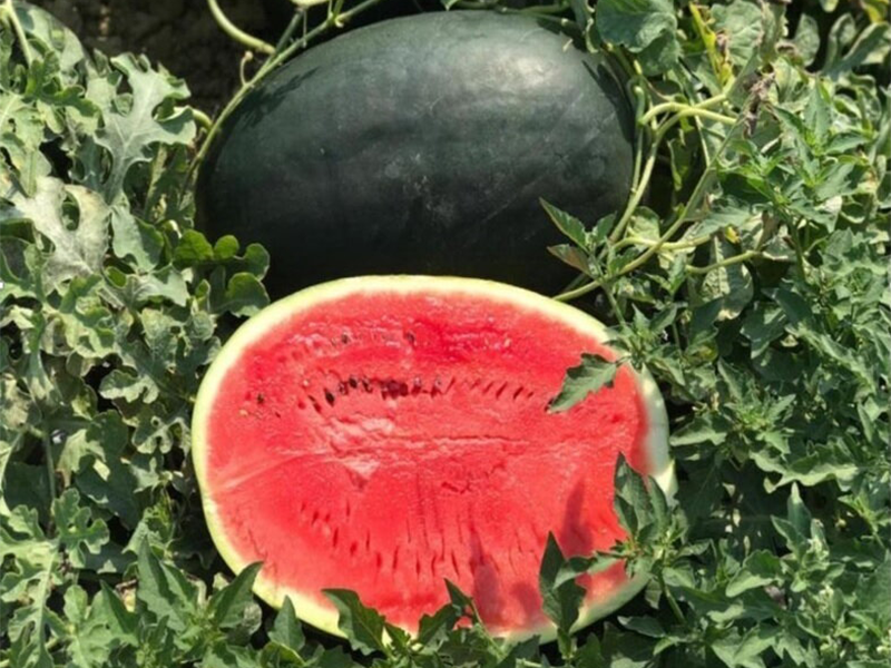 Lubenica Samba f1 500s hoya