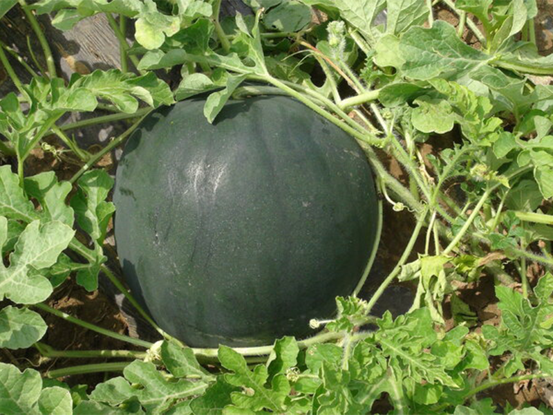 Lubenica Black Star F1 - Slika 1