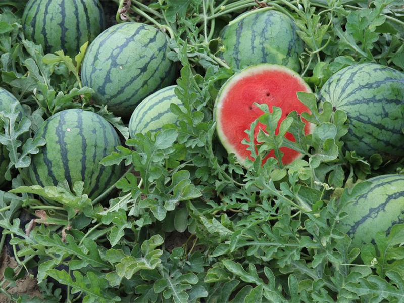 Lubenica Pepita f1 250s hoya