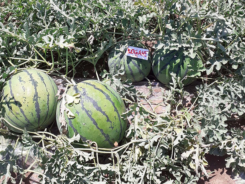 Lubenica Kogane f1 250s hoya