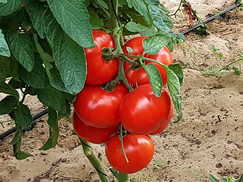 Paradajz Melisande F1 - visoki - Slika 1