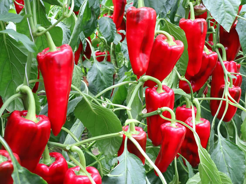 Paprika Kamor f1 500s viirginia