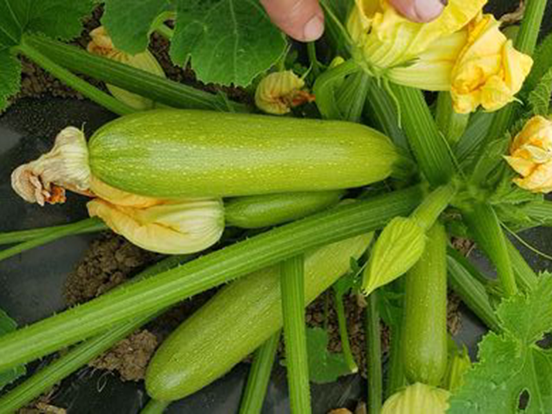 Tikvica Yelda f1 250s virginia