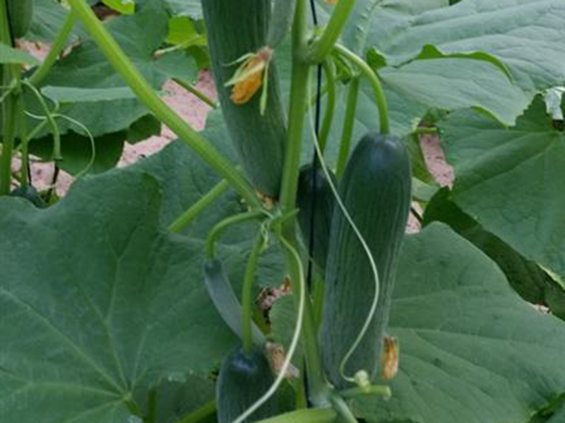 Krastavac 18177 f1 100s virginia