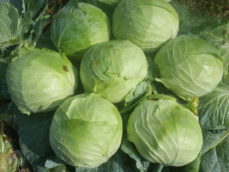 Kupus Altos f1 2500s virginia