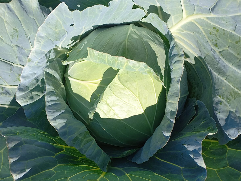 Kupus JS 83 f1 10000s virginia