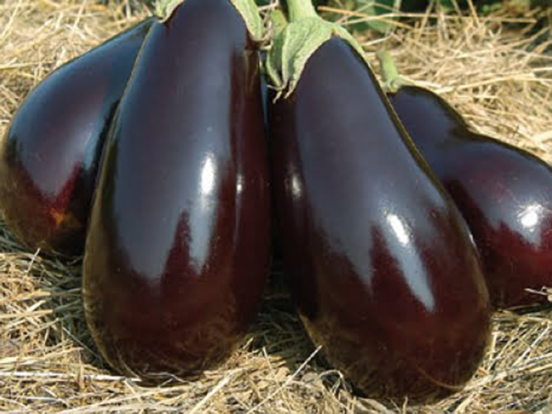 Plavi patlidzan Mulata F1 - Slika 1