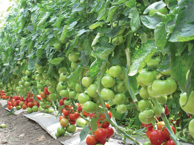 Paradajz Belle ez F1 - Slika 1