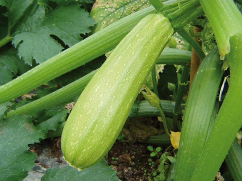 Tikvica Ismailia ez F1 - Slika 1