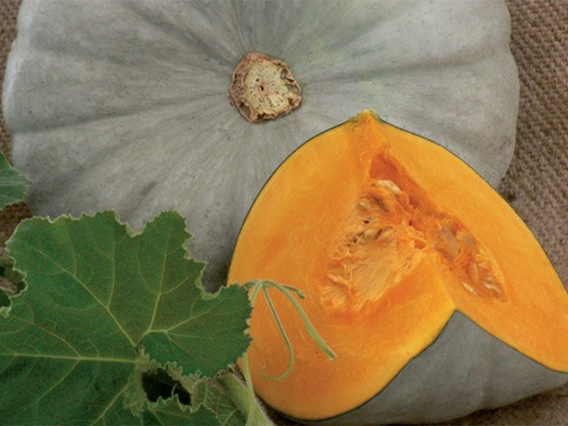 Tikva Sampson ez F1 - Slika 1