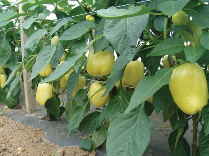 Paprika Blancina ez f1 500s EZ