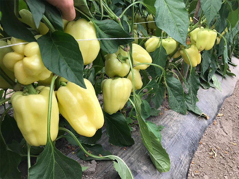 Paprika Cristina ez F1 - babura - Slika 1