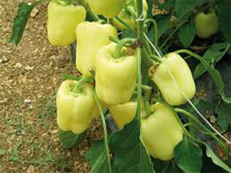 Paprika Vedrana ez F1 - babura - Slika 1