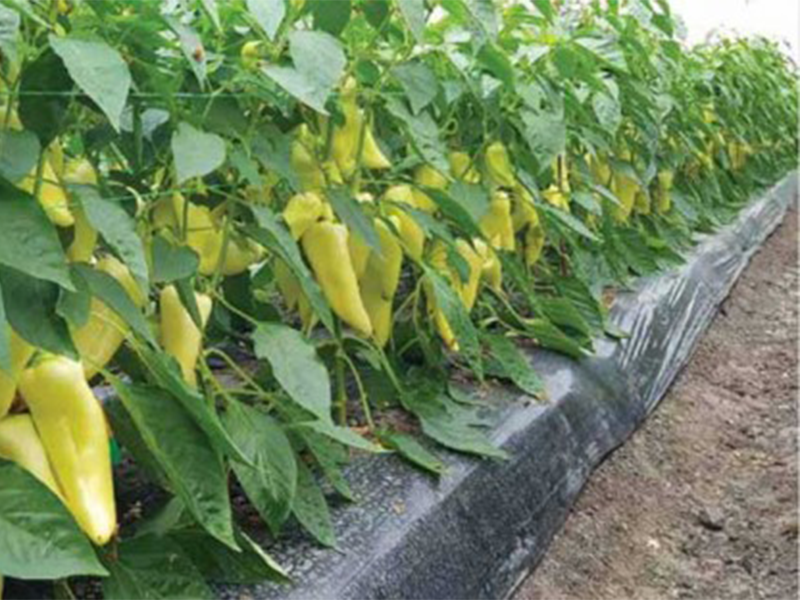 Paprika Multiflow ez F1 - silja - Slika 1