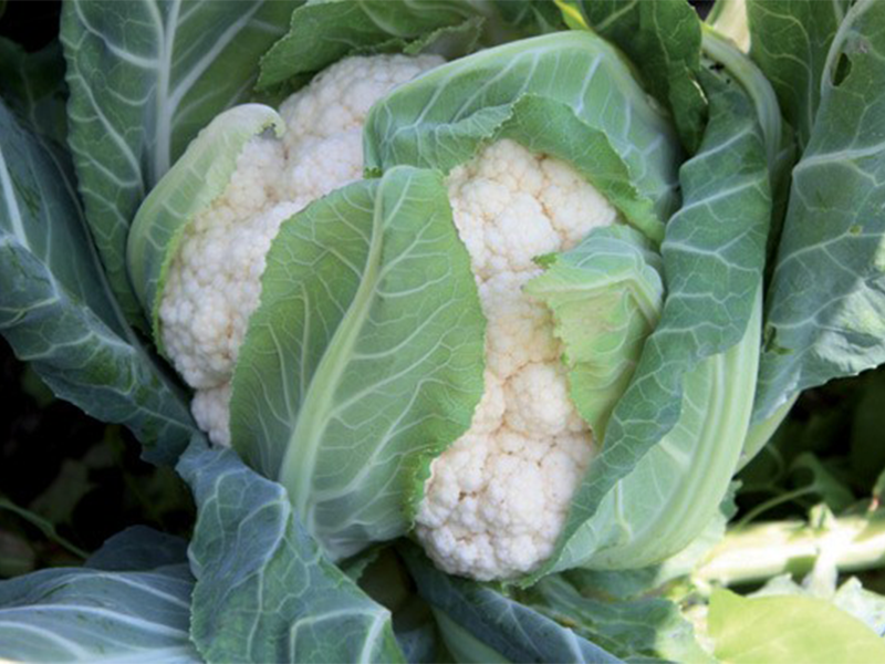 Karfiol SYNERCY ez f1 1000s EZ