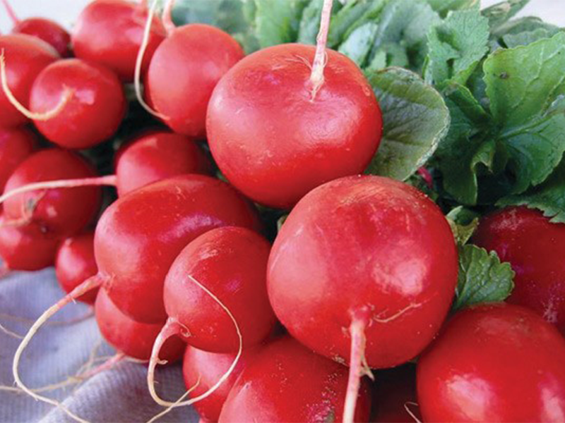 Rotkvica Celesta F1 - okrugla - Slika 1