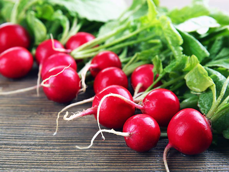 Rotkvica Escala F1 - Slika 1