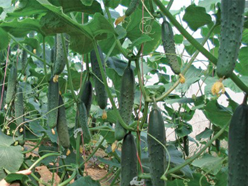 Krastavac Ekron ez F1 - salatar - Slika 1