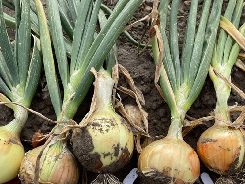 Luk Iroko ez F1 - seme - Slika 1