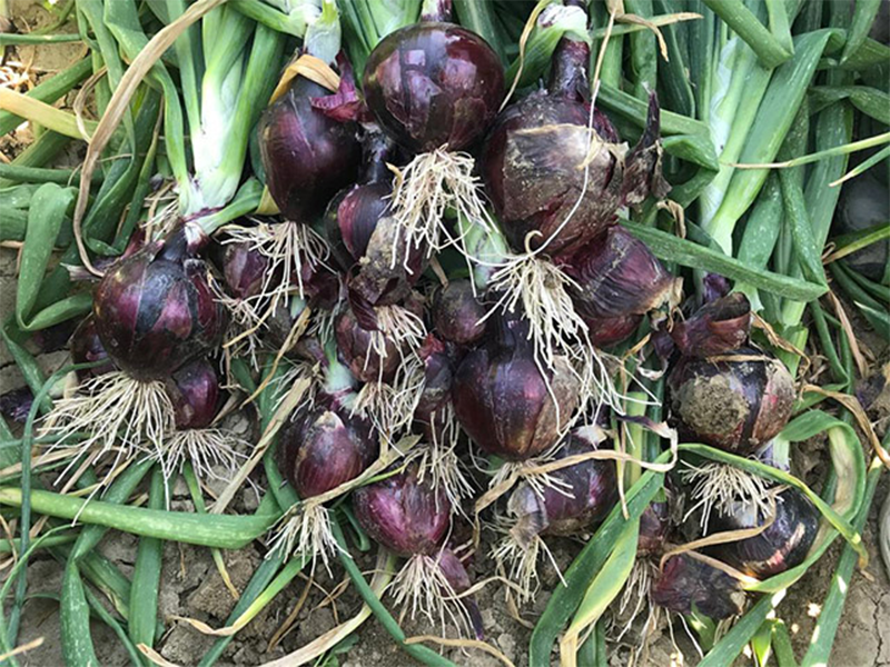 Luk Tannat ez F1 - crveni - Slika 1