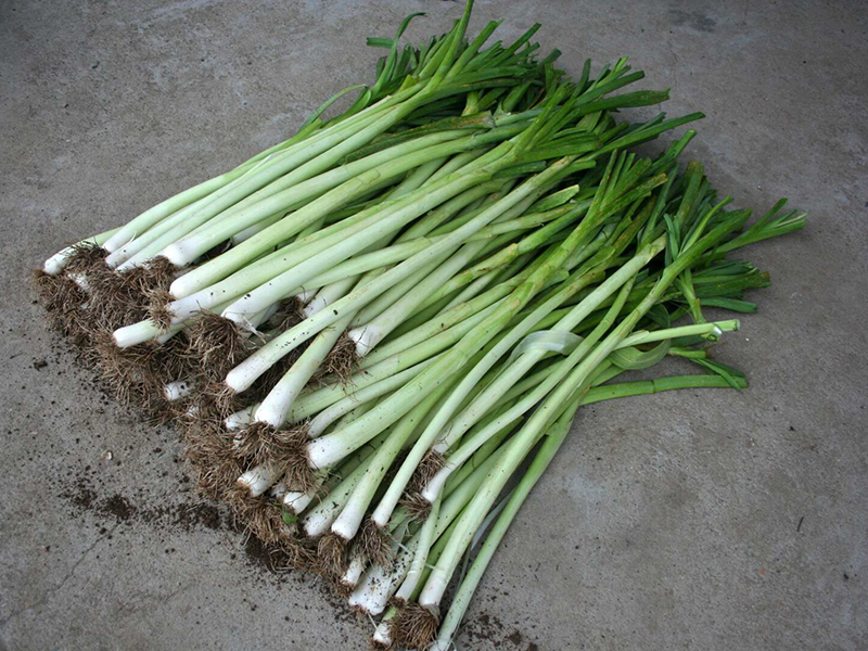 Praziluk Kamus 100g hoya