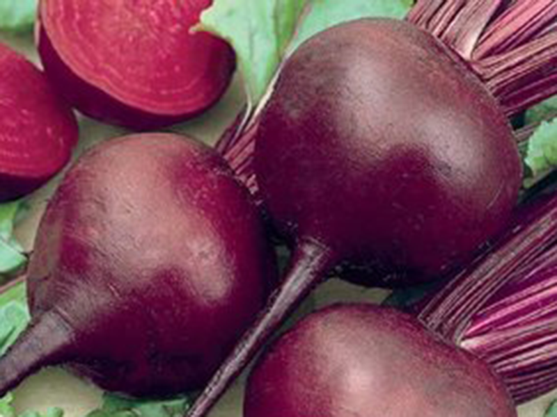 Cvekla Detroit 100g hoya