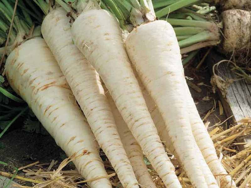 Persun Berlinski Poludugi 100g hoya