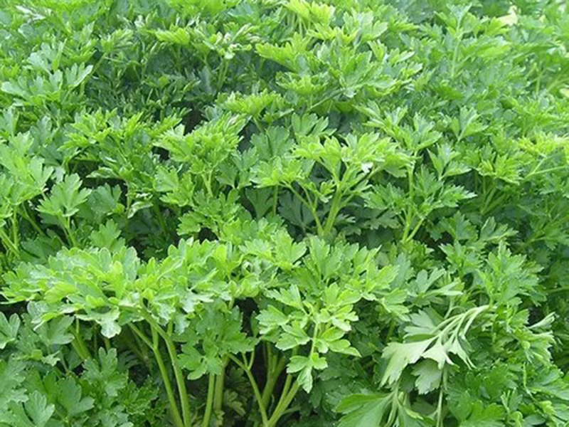 Persun Liscar Domaci 100g hoya