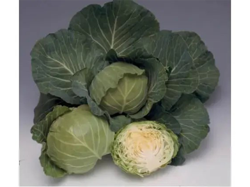 Kupus Quick Start F1 - Slika 1