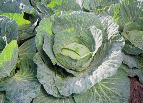 Kupus Green Prime f1 2500s TS