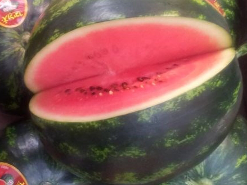 Lubenica Cometta f1 500s TS