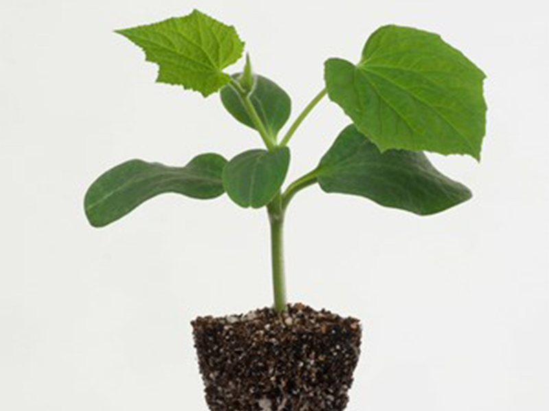 Podloga Tetsukabuto F1 - Slika 1