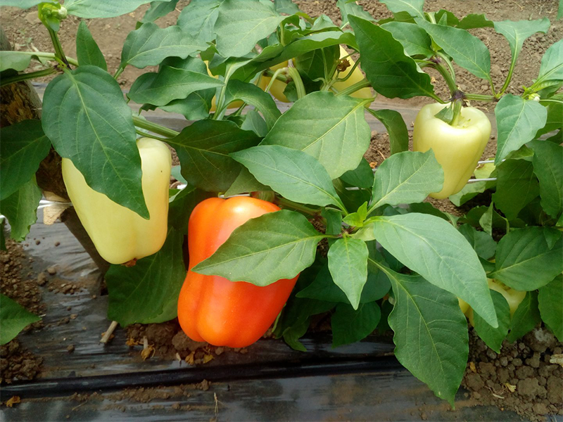 Paprika Soroksari 100g hoya