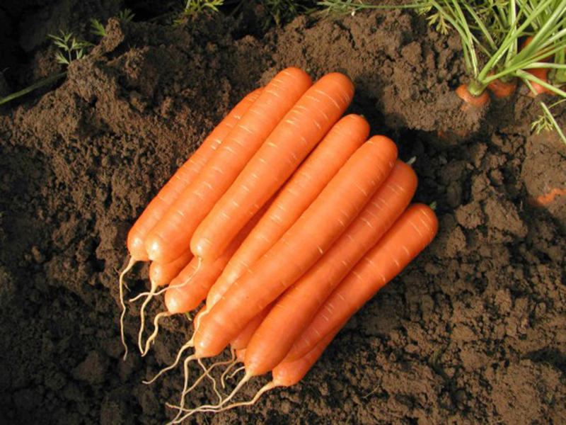 Mrkva Romance f1 100000s 1.8-2mm NU