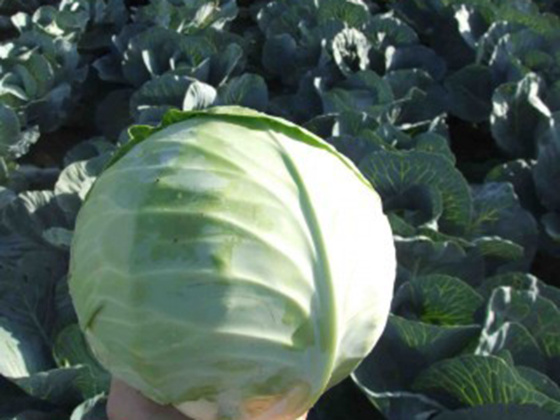 Kupus Aquarel F1 - srednje rani - Slika 1